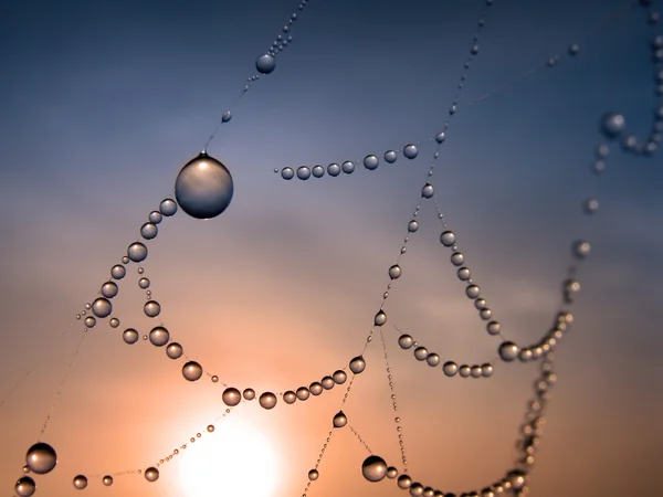 Morning dew on spider web — Stock Photo, Image