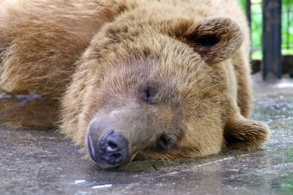 Spící medvěd — Stock fotografie