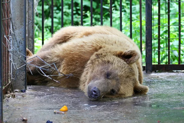 睡熊 — 图库照片
