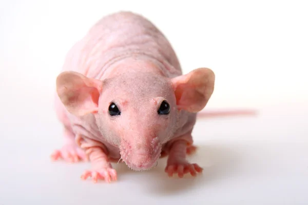 Naked rat Stock Picture