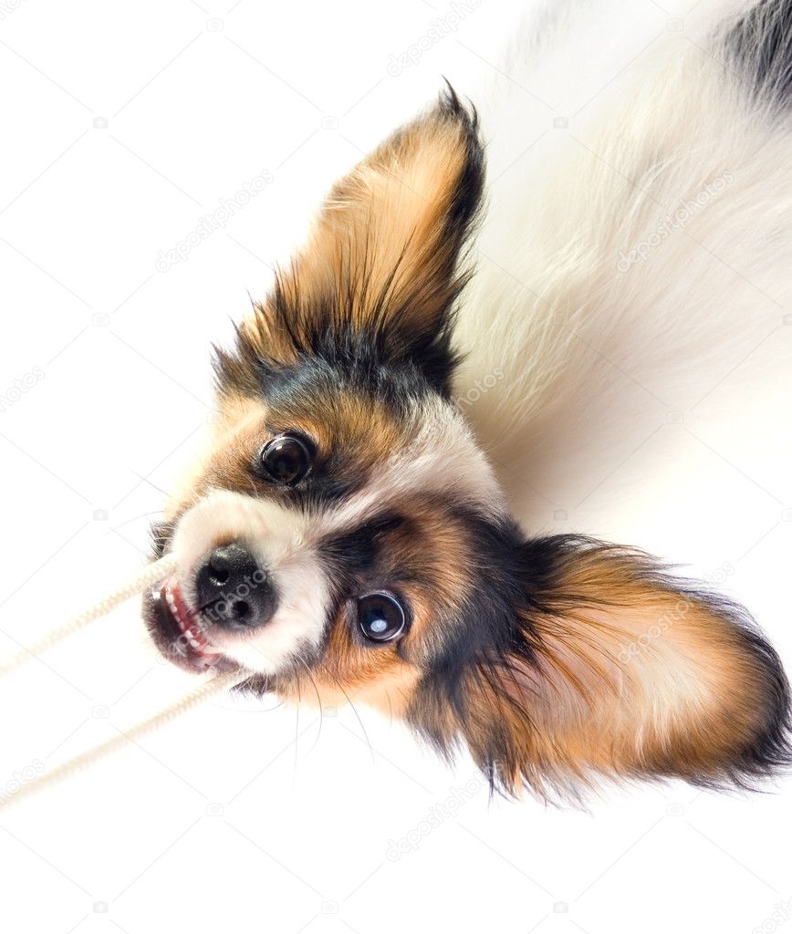 The puppy papillon playing with a rope.