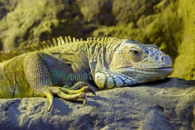 Iguana