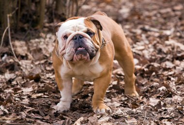 English bulldog clipart