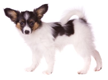 papillon köpek yavrusu