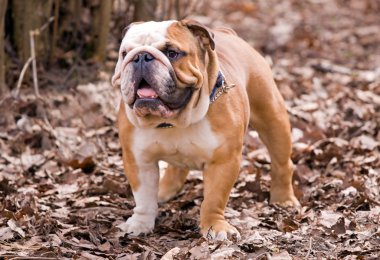 English bulldog clipart