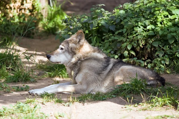 Відпочинковий вовк — стокове фото