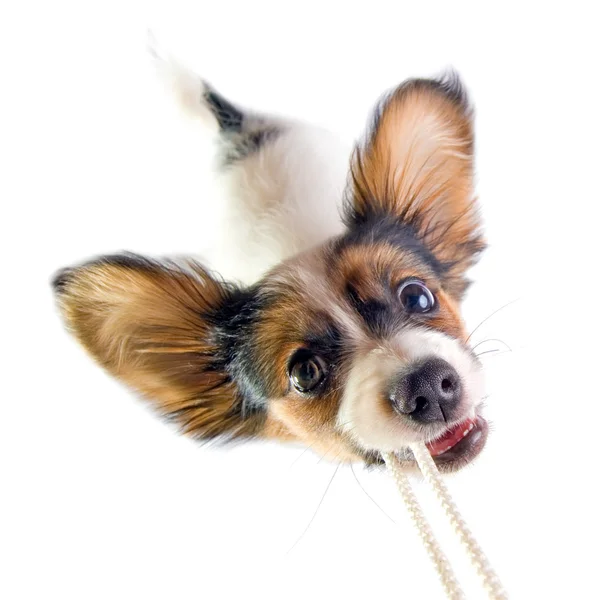 stock image The puppy papillon playing with a rope.