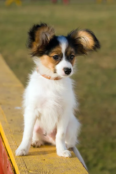 Young papillon — Stock Photo, Image