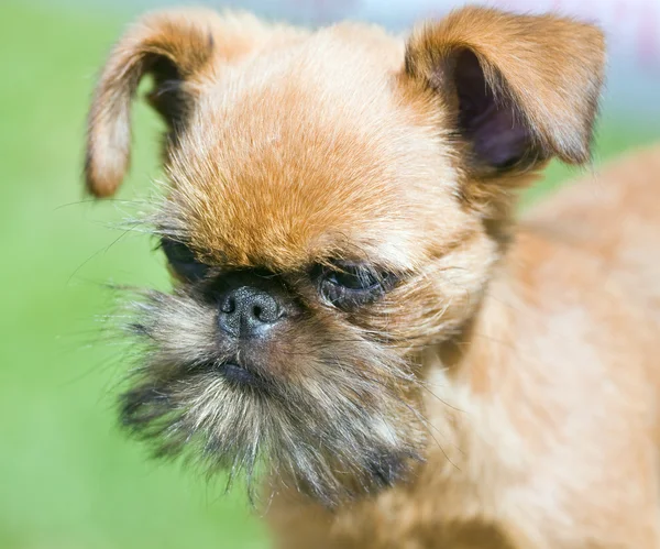 stock image Brussels Griffon