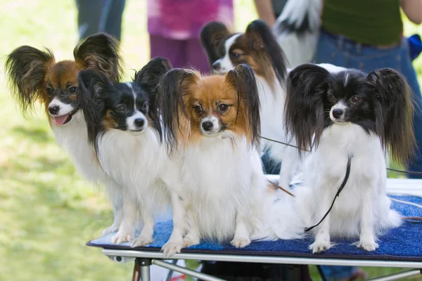 Öt kutyák — Stock Fotó