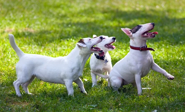 Terriers — Stock fotografie