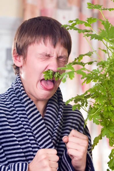 A muskátli levelek kezelése — Stock Fotó