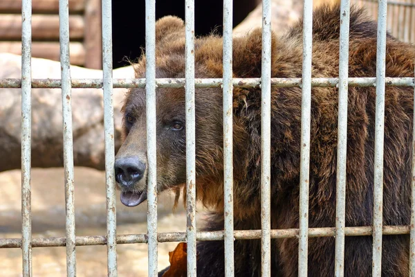 Niedźwiedź w klatce — Zdjęcie stockowe