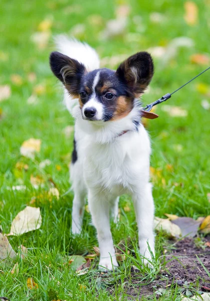 Young papillon — Stock Photo, Image