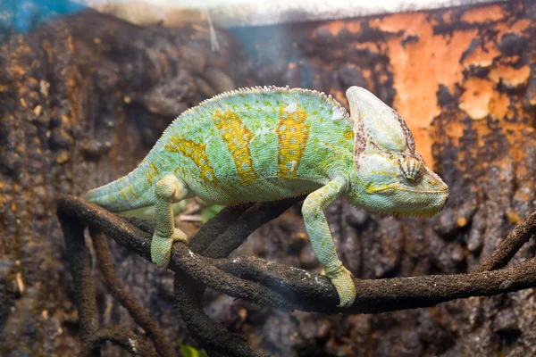 stock image Chameleon