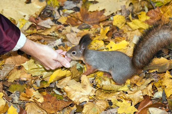 Σκίουρος τρώει ξηρούς καρπούς — Φωτογραφία Αρχείου