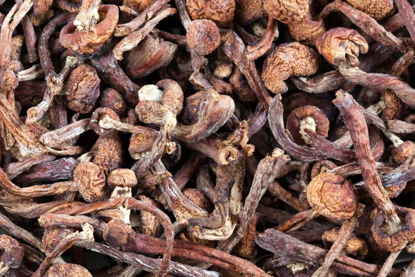 Dried mushroom — Stock Image Dried mushroom Stock Photo