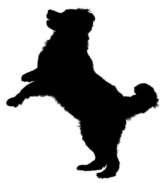 Bernese cão de montanha — Vetor de Stock
