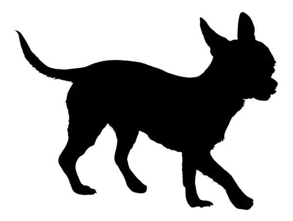 Chihuahua — Stok Vektör