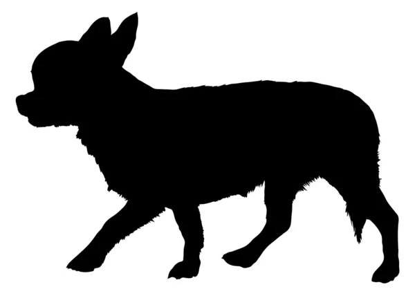 Chihuahua a — Image vectorielle