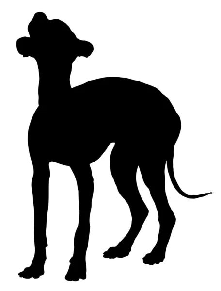 Perro cresta chino — Vector de stock