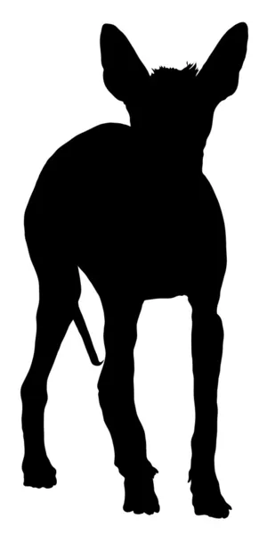 Perro cresta chino — Vector de stock
