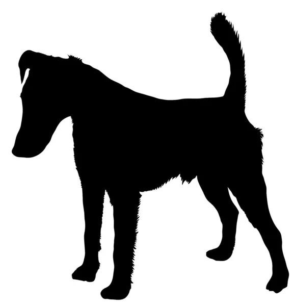 Smooth fox terrier — Stock Vector