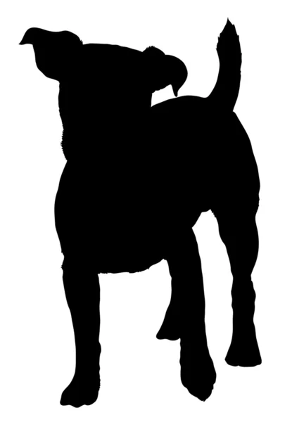 Jack russel terrier — Stock vektor