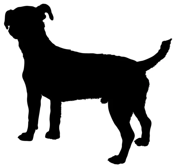 Jack Russel terrier — Stok Vektör