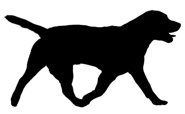 Labrador retriever — Vector de stock