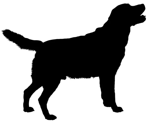 Labrador retriever — Vector de stock