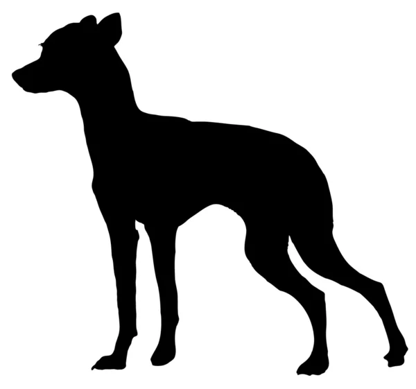 Toy terrier — Stock Vector