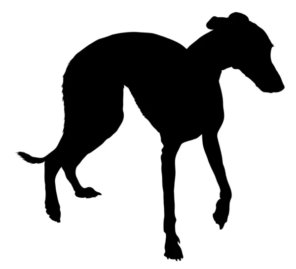 ホイッペット犬 — ストックベクタ