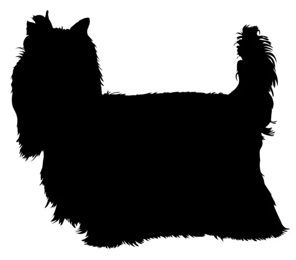 Yorkshire terrier — Vettoriale Stock
