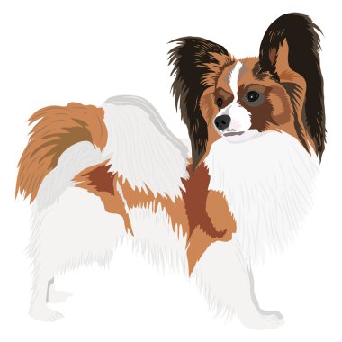 Papillon clipart