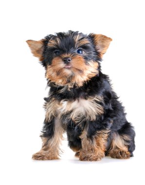 Yorkshire terrier yavrusu