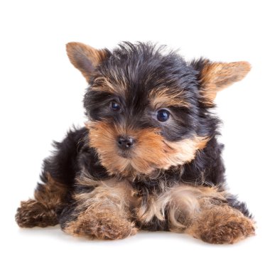 Yorkshire terrier yavrusu