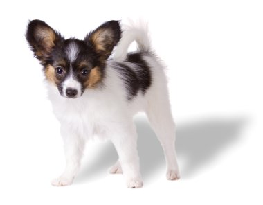 papillon köpek yavrusu