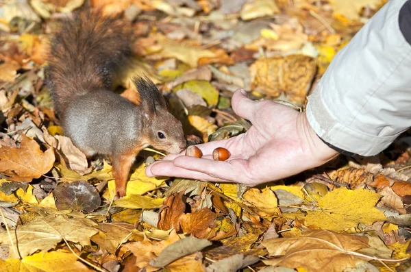 견과류를 먹는 다람쥐 — 스톡 사진