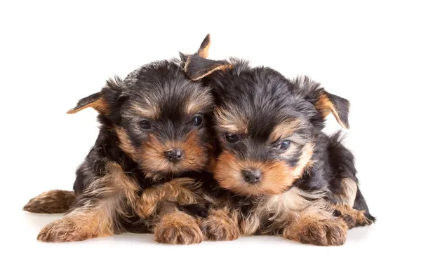 Yorkshire Terrier puppies — Stock Photo, Image