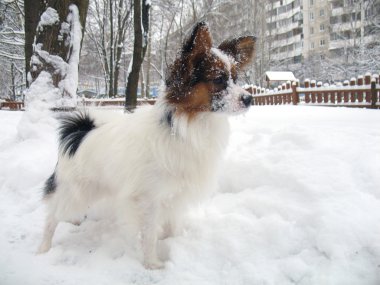 Papillon dog in snow clipart