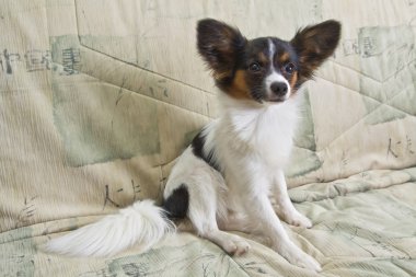 Genç papillon