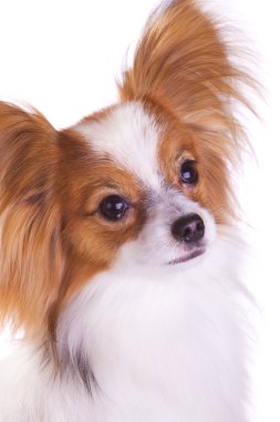 Dog of breed papillon clipart