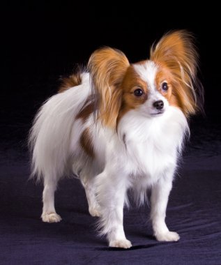 Dog of breed papillon clipart