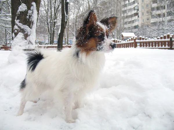 Papillon hund i snö — Stockfoto