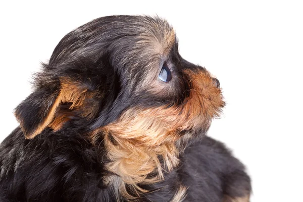 Yorkshire terrier cucciolo — Foto Stock