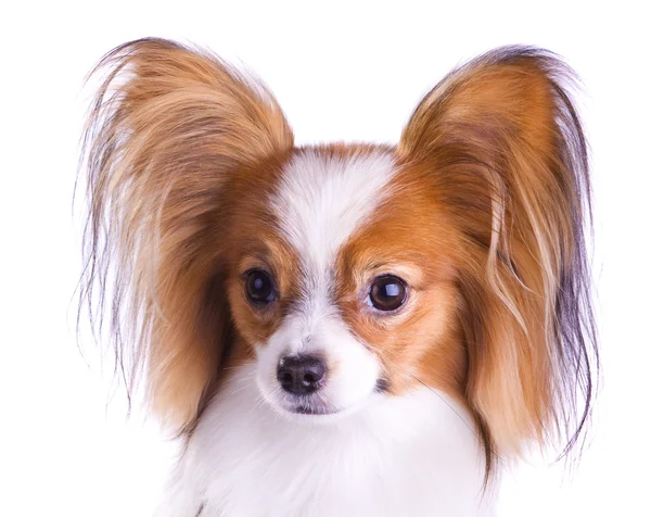 パピヨン犬種の犬 — ストック写真