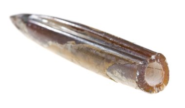 belemnite fosiller