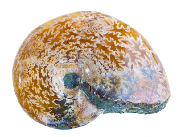 Ammonite Fossil — Stock Photo, Image