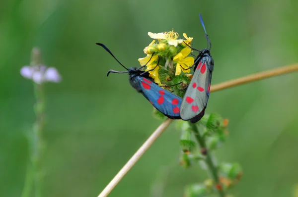 stock image Butterflies